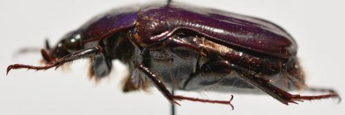 Coptomia propinqua